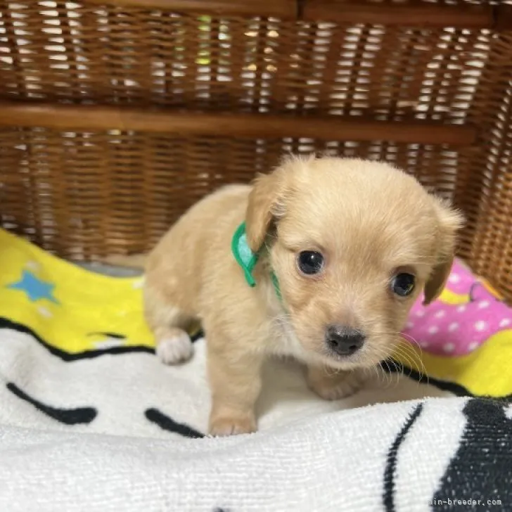 チワワxKダックス【福島県・女の子・2023年6月30日・ゴールド】の写真1