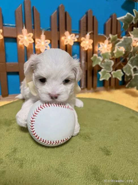 JOU 様のお迎えした子犬