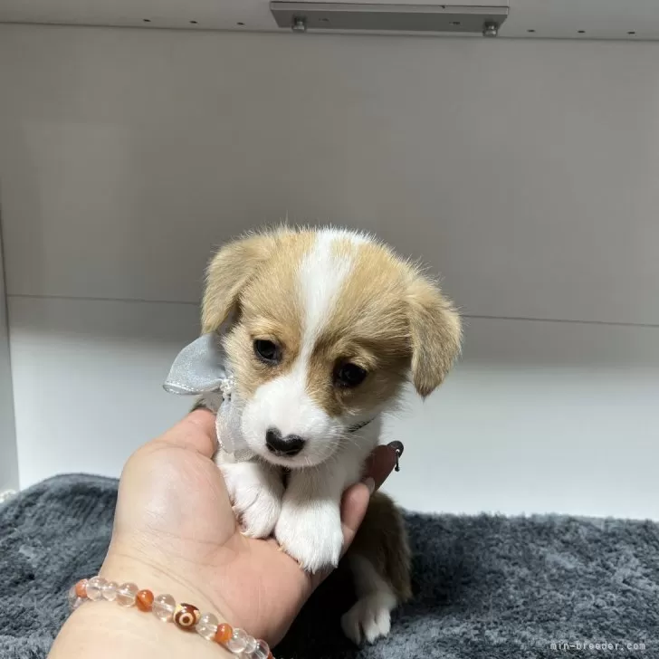 ID：2408-05639の子犬