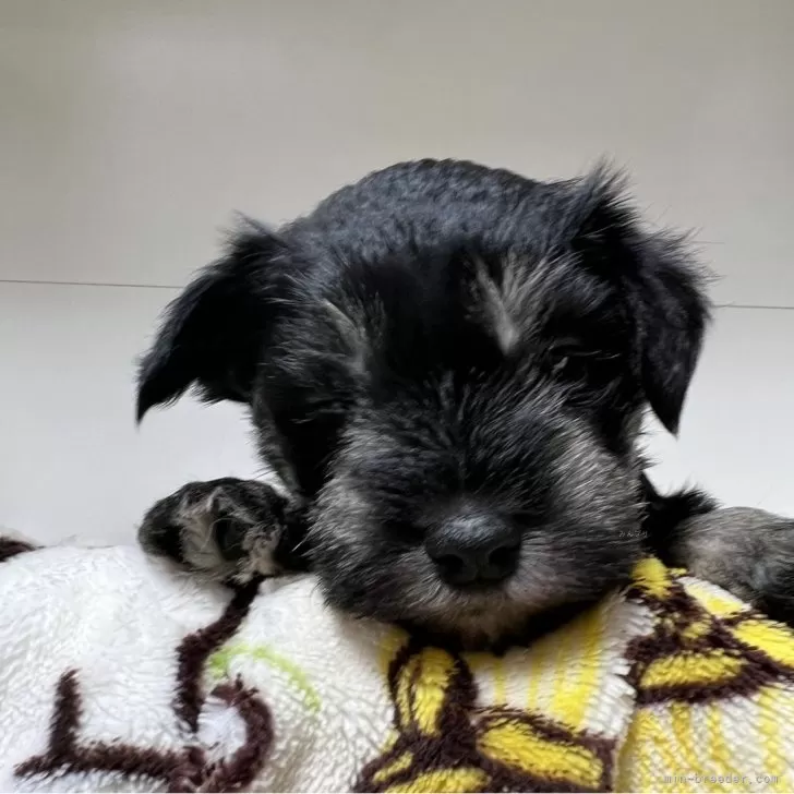 ID:2401-03066の子犬