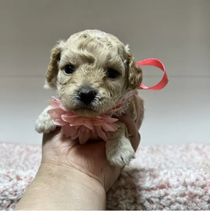 ID:2312-02281の子犬