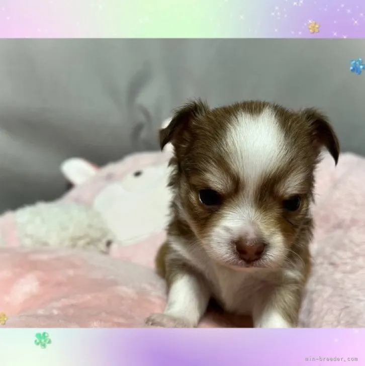 ID：2303-03206の子犬