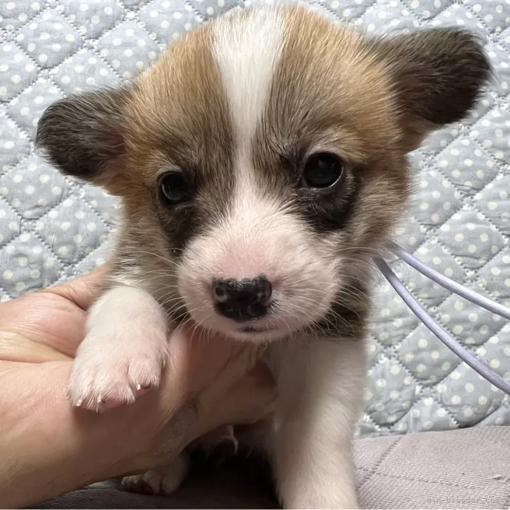 ID:2405-03192の子犬