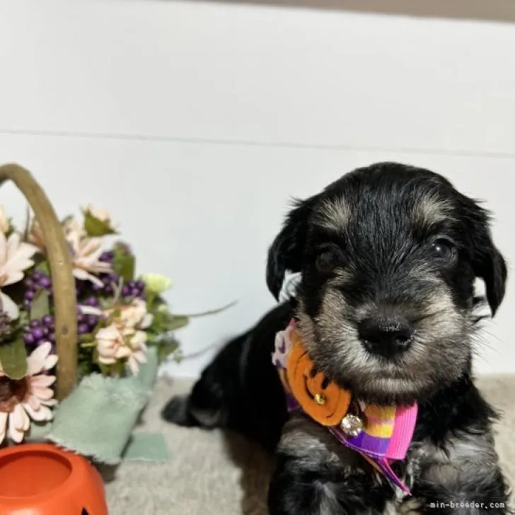 ID：2210-02837の子犬