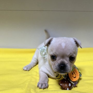 【福島県・女の子・2024年8月14日・クリーム】の写真「綺麗なクリーム色」