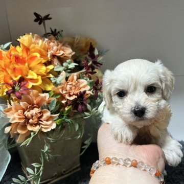 マルプー(マルチーズ×トイプードル)【福島県・女の子・2024年7月15日・ホワイト&クリーム】の写真「かわいい女の子」