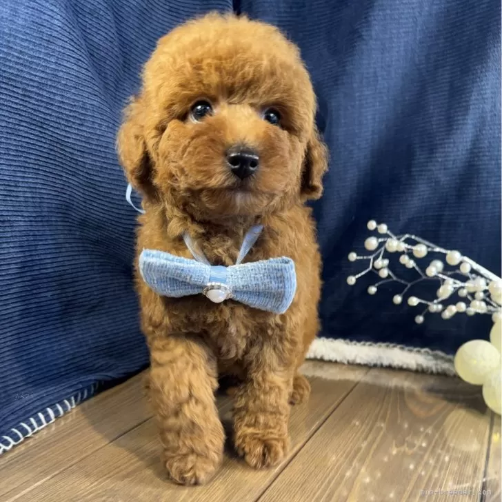 ID:2507-06185の子犬
