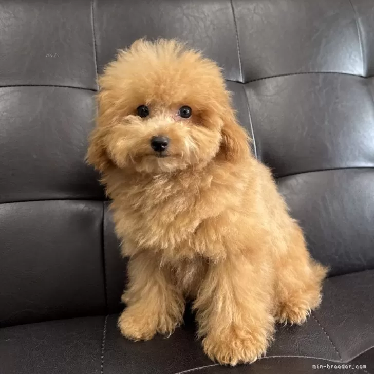 ID：2505-05675の子犬