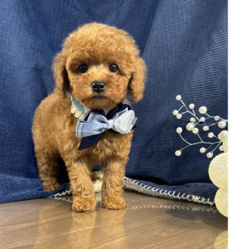 トイプードル(トイ)【茨城県・男の子・2025年11月19日・レッド】の写真「トイプードル専門店です！！」
