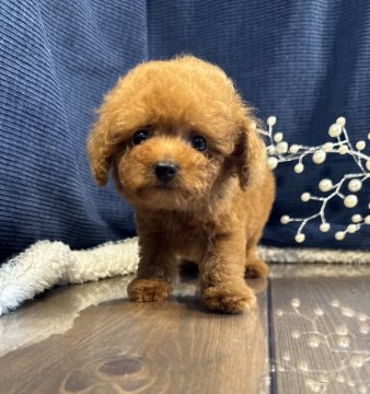 トイプードル(タイニー)【茨城県・女の子・2025年7月18日・レッド】の写真「トイプードル専門店です！！」