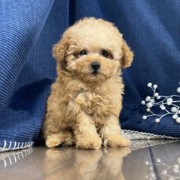 トイプードル(ティーカップ)【茨城県・女の子・2025年6月23日・アプリコット】の写真「ティーカップ、ドワーフタイプの女の子がデビュー！」