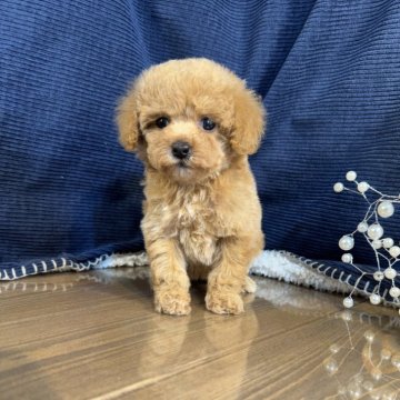 トイプードル(タイニー)【茨城県・女の子・2025年3月26日・アプリコット】の写真「トイプードル専門店になります。」