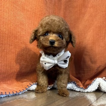 タイニープードル【茨城県・男の子・2025年7月9日・レッド】の写真「トイプードル専門店です！！」