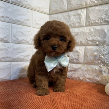 トイプードル(タイニー)【茨城県・男の子・2025年1月21日・レッド】の写真「トイプードル専門店になります。」