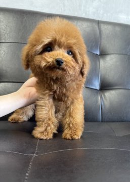 トイプードル(トイ)【茨城県・男の子・2025年8月22日・レッド】の写真「トイプードル専門店です！！」