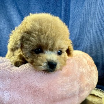 トイプードル(トイ)【茨城県・女の子・2025年2月14日・レッド】の写真「トイプードル専門店です！！」