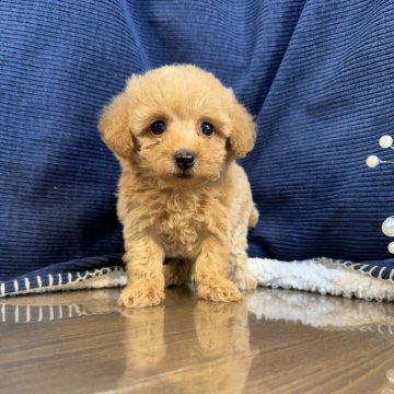 トイプードル(タイニー)【茨城県・女の子・2025年3月26日・アプリコット】の写真「トイプードル専門店になります。」
