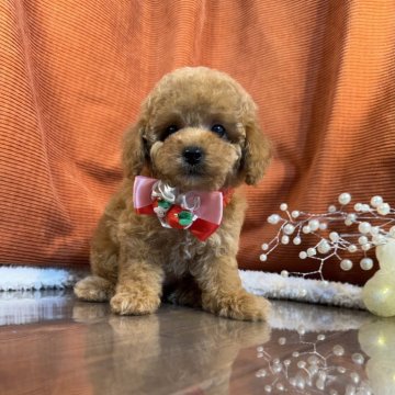 トイプードル(トイ)【茨城県・女の子・2025年3月29日・レッド】の写真「トイプードル専門店です！！」