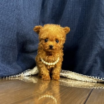 トイプードル(ティーカップ)【茨城県・男の子・2025年8月4日・レッド】の写真「マイクロティーカップの男の子！！」