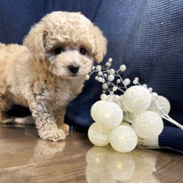 トイプードル(トイ)【茨城県・女の子・2025年1月24日・アプリコット】の写真「トイプードル専門店です！！」