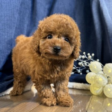 トイプードル(トイ)【茨城県・男の子・2024年10月8日・レッド】の写真「トイプードル専門店になります。」