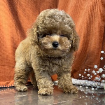 トイプードル(トイ)【茨城県・男の子・2025年7月25日・レッド】の写真「トイプードル専門店です！！」
