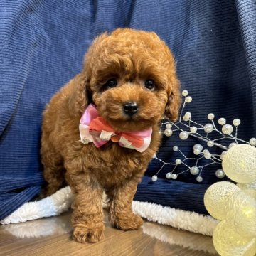 トイプードル(トイ)【茨城県・女の子・2024年10月8日・レッド】の写真「トイプードル専門店になります。」