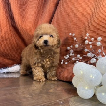 タイニープードル【茨城県・男の子・2025年3月8日・レッド】の写真「トイプードル専門店です！！」