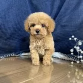 タイニープードル