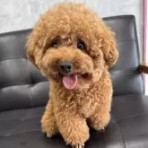 タイニープードル
