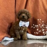 タイニープードル