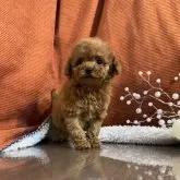 タイニープードル