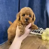 トイプードル(トイ)【茨城県・女の子・2026年1月26日・レッド】の写真1