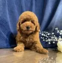 トイプードル(トイ)【茨城県・女の子・2025年5月14日・レッド】の写真2