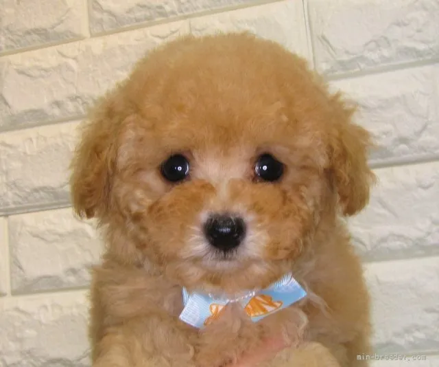 ID:2107-03341の子犬