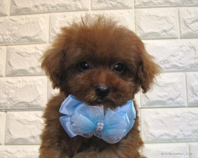 ID：2102-03127の子犬