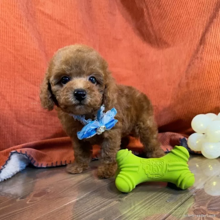 ID:2407-03079の子犬