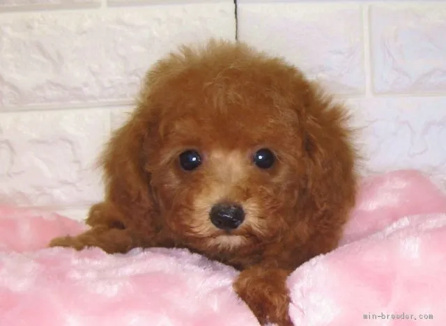 ID:2001-02649の子犬