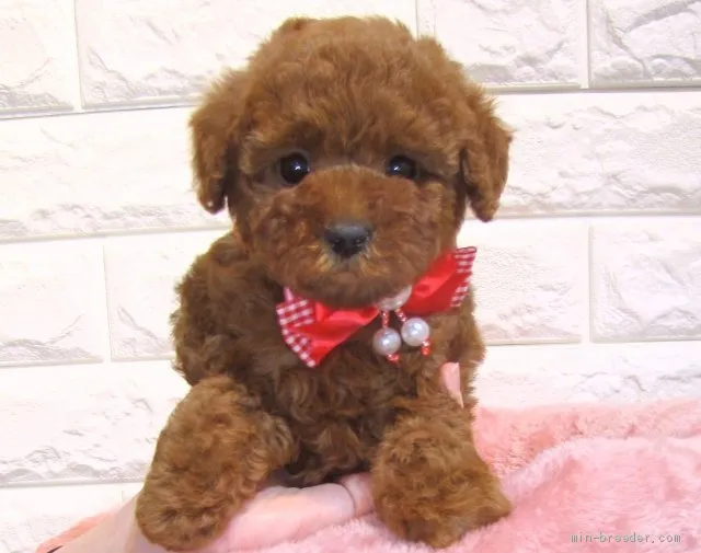 ID：2102-00523の子犬