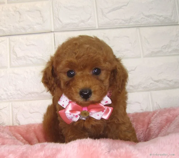 ID：2105-00039の子犬