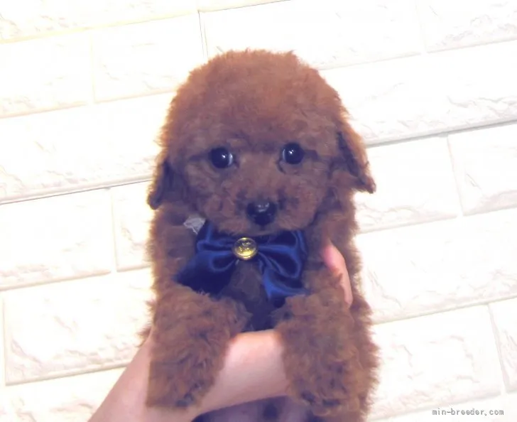 ID:2204-04196の子犬