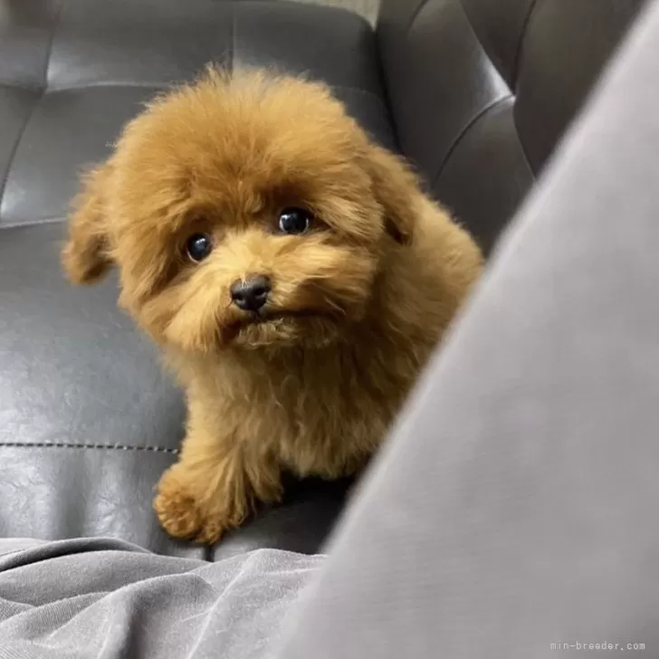 ID:2309-05211の子犬