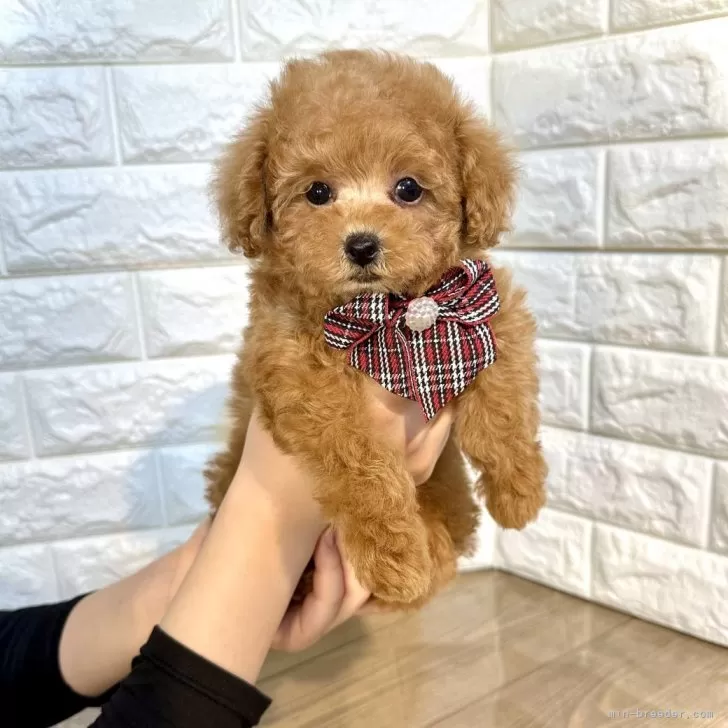 ID:2403-06277の子犬