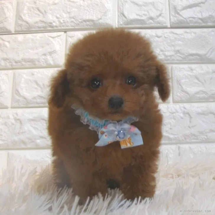 ID:2301-04918の子犬