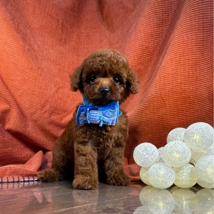 ID:2408-02190の子犬