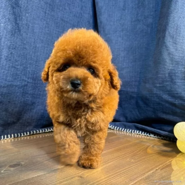 ID:2409-03198の子犬