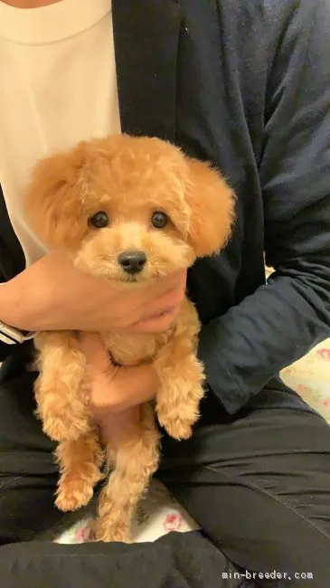 ID:2007-02277の子犬