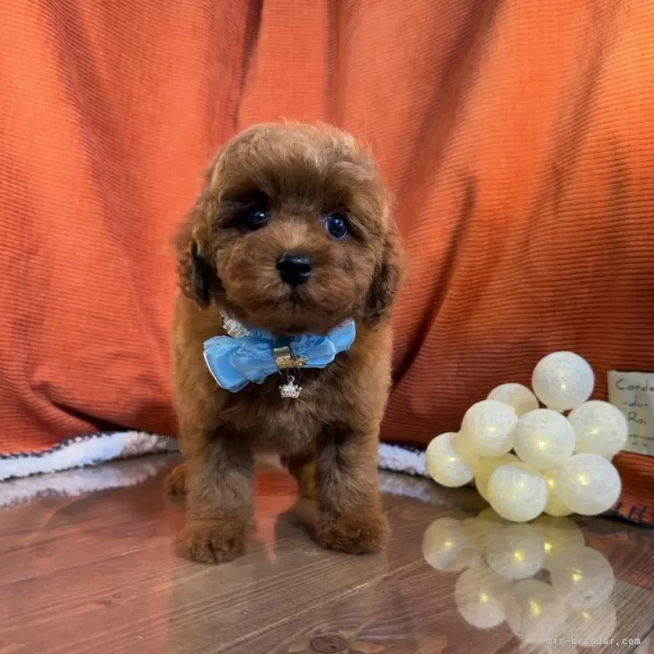 ID:2409-04001の子犬