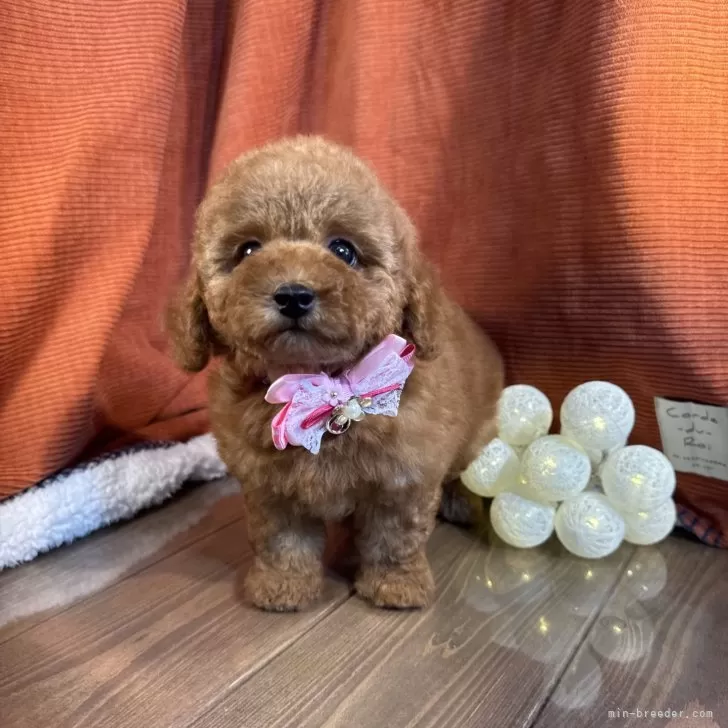 ID:2410-01416の子犬