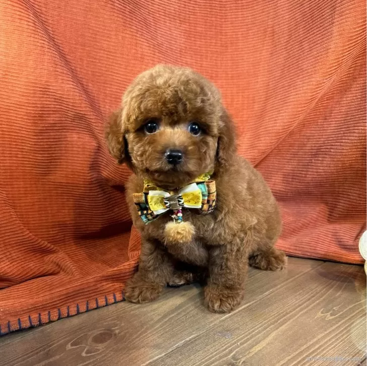 ID:2408-02189の子犬